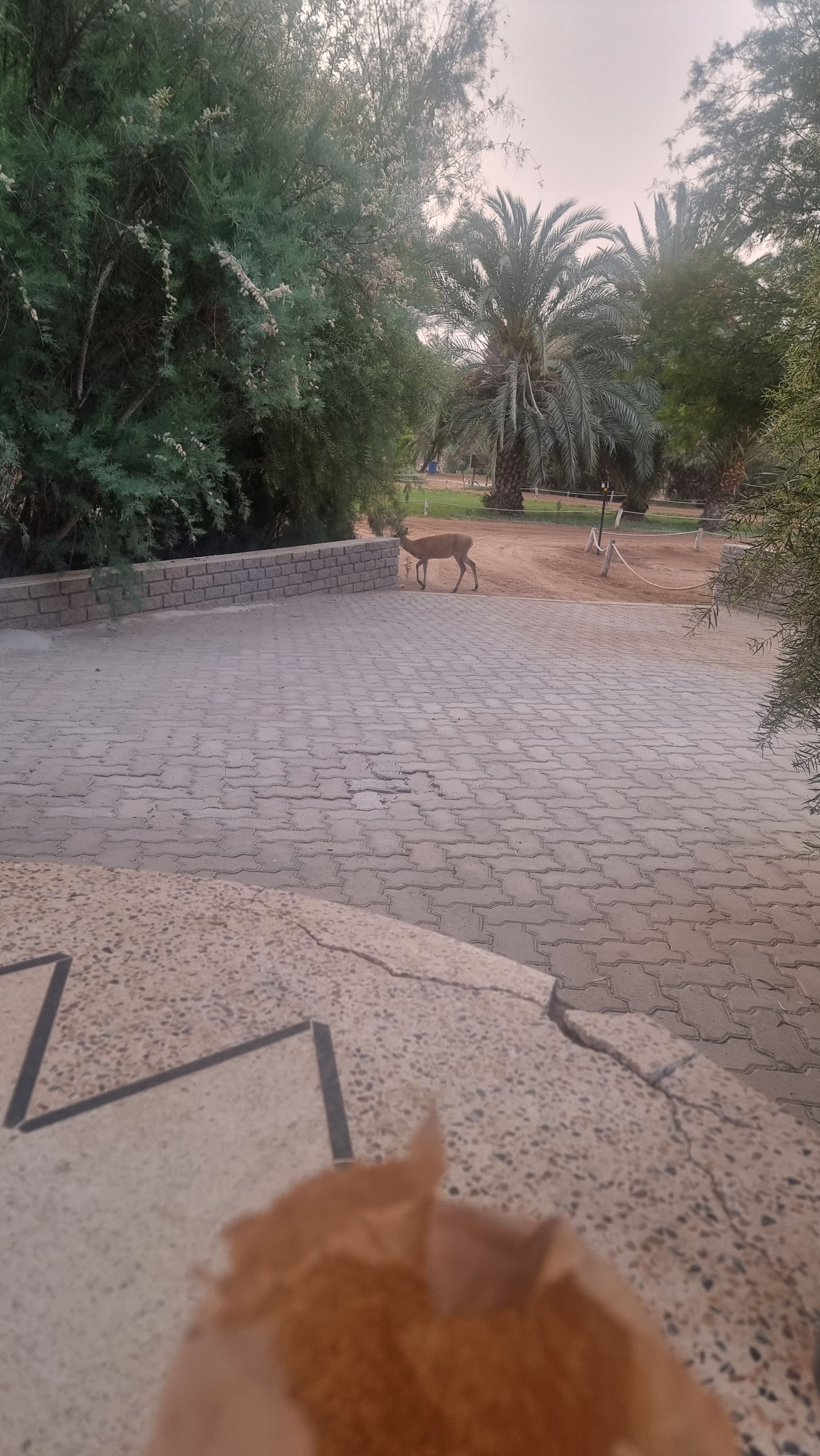 Click Image for next Picture